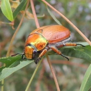 Anoplognathus brunnipennis at Booth, ACT - 27 Dec 2016 05:29 PM