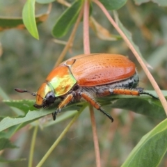 Anoplognathus brunnipennis at Booth, ACT - 27 Dec 2016 05:29 PM