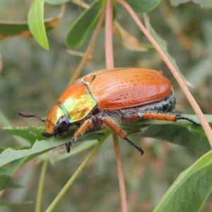 Anoplognathus brunnipennis at Booth, ACT - 27 Dec 2016 05:29 PM