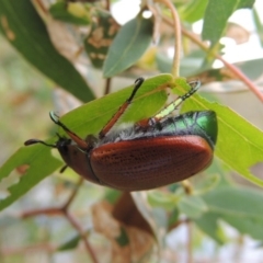 Anoplognathus brunnipennis at Booth, ACT - 27 Dec 2016 05:29 PM