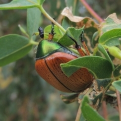 Anoplognathus brunnipennis at Booth, ACT - 27 Dec 2016 05:29 PM