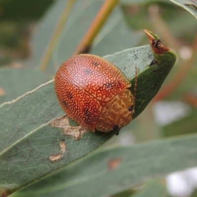 Paropsis atomaria (Eucalyptus leaf beetle) at Paddys River, ACT - 27 Dec 2016 by MichaelBedingfield