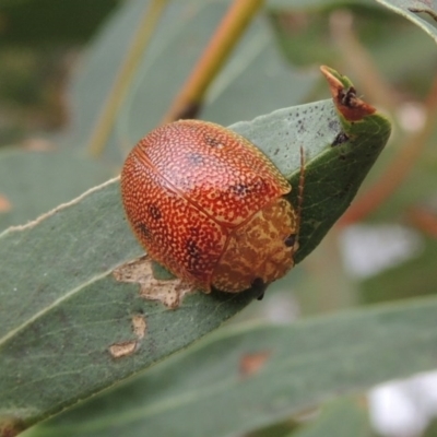 Paropsis atomaria (Eucalyptus leaf beetle) at Gigerline Nature Reserve - 27 Dec 2016 by michaelb