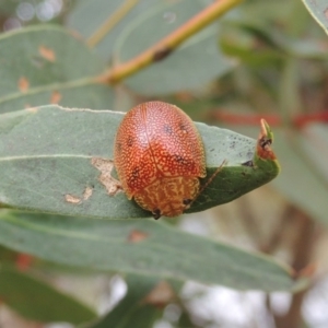 Paropsis atomaria at Paddys River, ACT - 27 Dec 2016 05:36 PM