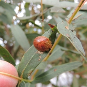 Paropsis atomaria at Paddys River, ACT - 27 Dec 2016