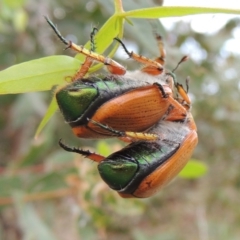 Anoplognathus brunnipennis (Green-tailed Christmas beetle) at Gigerline Nature Reserve - 27 Dec 2016 by michaelb