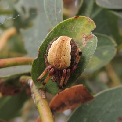 Hortophora sp. (genus) (Garden orb weaver) at Paddys River, ACT - 27 Dec 2016 by MichaelBedingfield