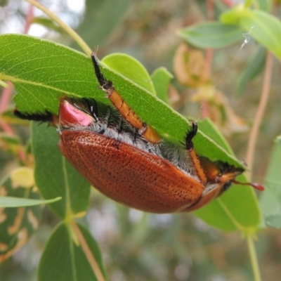 Anoplognathus porosus (Porosus Christmas beetle) at Gigerline Nature Reserve - 27 Dec 2016 by michaelb