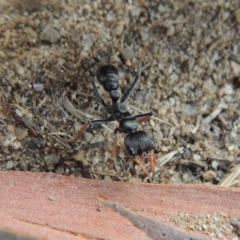 Myrmecia sp., pilosula-group (Jack jumper) at Paddys River, ACT - 27 Dec 2016 by michaelb