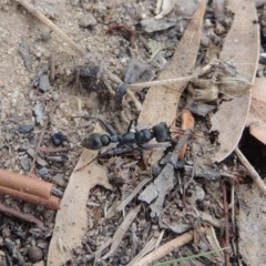 Myrmecia sp., pilosula-group at Paddys River, ACT - 27 Dec 2016