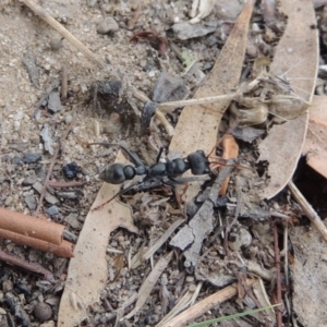 Myrmecia sp., pilosula-group at Paddys River, ACT - 27 Dec 2016 05:47 PM