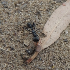 Myrmecia sp., pilosula-group at Paddys River, ACT - 27 Dec 2016 05:47 PM