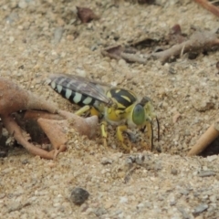 Bembix sp. (genus) (Unidentified Bembix sand wasp) at Gigerline Nature Reserve - 27 Dec 2016 by michaelb