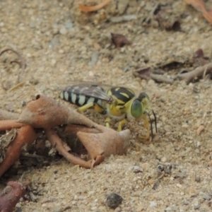 Bembix sp. (genus) at Paddys River, ACT - 27 Dec 2016