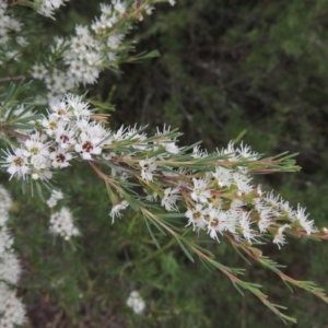 Kunzea ericoides at Tennent, ACT - 27 Dec 2016 06:21 PM