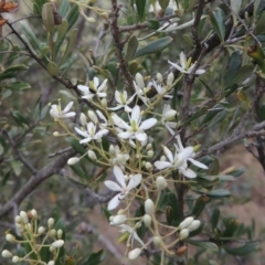 Bursaria spinosa (Native Blackthorn, Sweet Bursaria) at Tennent, ACT - 27 Dec 2016 by MichaelBedingfield