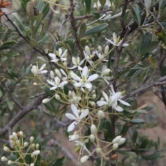 Bursaria spinosa (Native Blackthorn, Sweet Bursaria) at Tennent, ACT - 27 Dec 2016 by michaelb