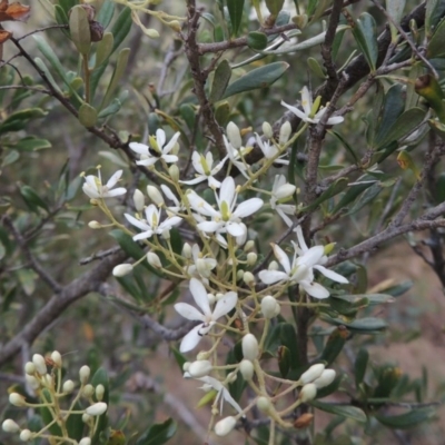 Bursaria spinosa (Native Blackthorn, Sweet Bursaria) at Gigerline Nature Reserve - 27 Dec 2016 by michaelb