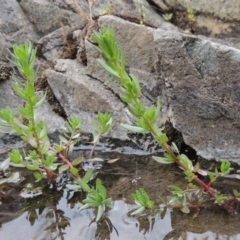 Lythrum hyssopifolia (Small Loosestrife) at Tennent, ACT - 27 Dec 2016 by michaelb