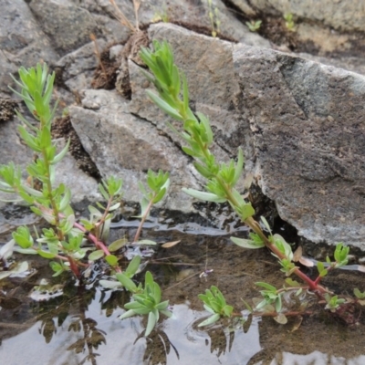 Lythrum hyssopifolia (Small Loosestrife) at Tennent, ACT - 27 Dec 2016 by MichaelBedingfield