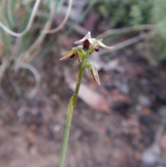 Corunastylis clivicola (Rufous midge orchid) at Aranda Bushland - 14 May 2017 by CathB