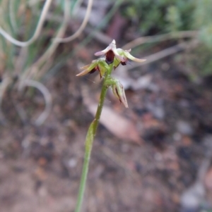 Corunastylis clivicola at Aranda, ACT - suppressed