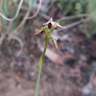 Corunastylis clivicola (Rufous midge orchid) at Aranda Bushland - 14 May 2017 by CathB