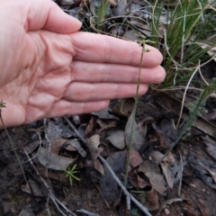 Corunastylis clivicola at Aranda, ACT - suppressed