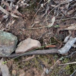 Corunastylis cornuta at Aranda, ACT - suppressed