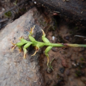 Corunastylis cornuta at Aranda, ACT - suppressed