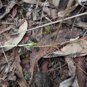 Corunastylis cornuta at Aranda, ACT - suppressed