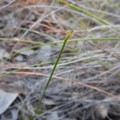 Corunastylis cornuta (Horned Midge Orchid) at Aranda Bushland - 28 Apr 2017 by CathB