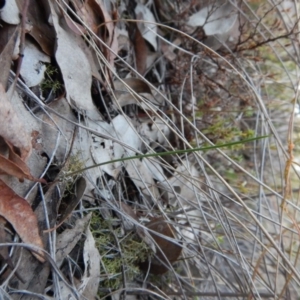 Corunastylis cornuta at Aranda, ACT - suppressed