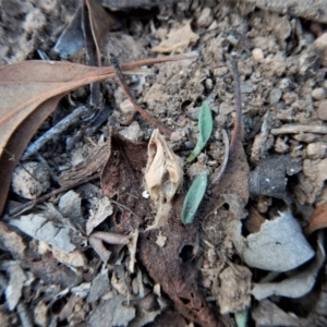 Glossodia major at Aranda, ACT - 24 Apr 2017