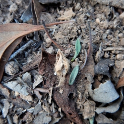 Glossodia major (Wax Lip Orchid) at Aranda, ACT - 24 Apr 2017 by CathB