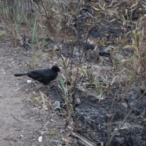 Corcorax melanorhamphos at Aranda, ACT - 24 Apr 2017