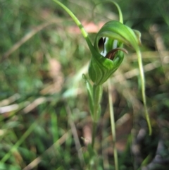 Diplodium laxum (Antelope greenhood) at Aranda Bushland - 22 Mar 2011 by CathB