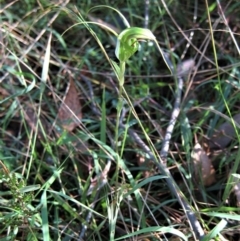 Diplodium laxum at Belconnen, ACT - 22 Mar 2011