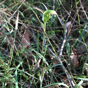 Diplodium laxum at Belconnen, ACT - suppressed