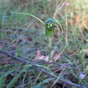 Diplodium laxum at Belconnen, ACT - 24 Mar 2012