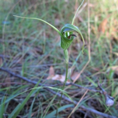 Diplodium laxum (Antelope greenhood) at Belconnen, ACT - 24 Mar 2012 by CathB