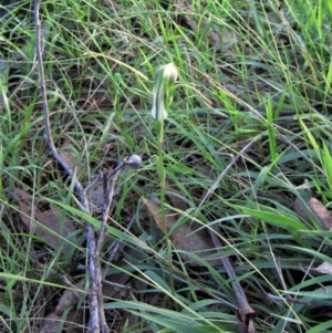 Diplodium laxum at Belconnen, ACT - 24 Mar 2012