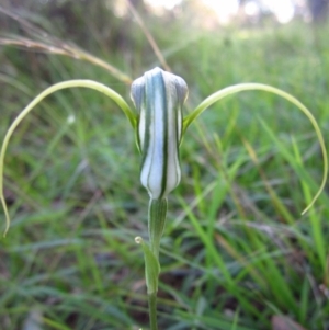 Diplodium laxum at Belconnen, ACT - 24 Mar 2012