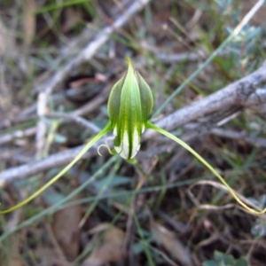 Diplodium laxum at Belconnen, ACT - suppressed