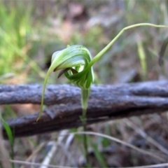 Diplodium laxum at Belconnen, ACT - suppressed