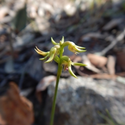 Corunastylis cornuta (Horned Midge Orchid) at Aranda Bushland - 19 Apr 2017 by CathB