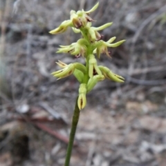 Corunastylis cornuta (Horned Midge Orchid) at Aranda Bushland - 7 Apr 2017 by CathB
