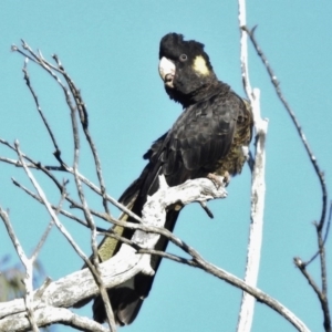 Zanda funerea at O'Malley, ACT - 17 May 2017 09:27 AM