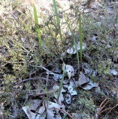 Lyperanthus suaveolens (Brown Beaks) at Aranda, ACT - 9 May 2017 by CathB