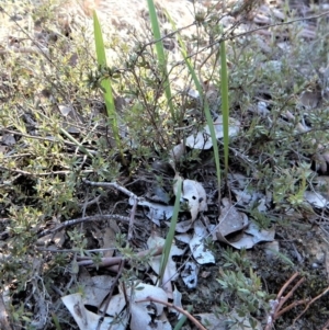 Lyperanthus suaveolens at Aranda, ACT - 9 May 2017